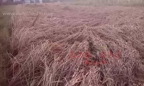 பருவம் தவறி பெய்த சாரல் மழையால் நெற்பயிர்கள் சேதம்