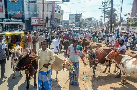 மாடுகளுடன் உரிமையாளர்கள் சாலை மறியல்