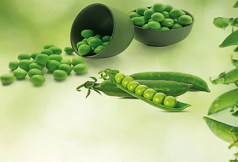 பச்சை பட்டாணியைப் பதப்படுத்தி வைக்கும் முறை