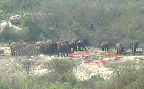 சானமாவு வனப்பகுதியில் 80 யானைகள் முகாம்