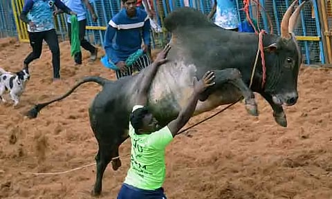 ஜல்லிக்கட்டுகளில் 1,325 காளைகள் சீறிப்பாய்ந்தன