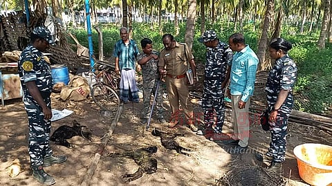 தெருநாய்கள் கடித்து 14 கோழிகள், 3 ஆடுகள் செத்தன