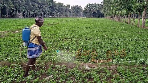பூச்சி தாக்குதலை கட்டுப்படுத்த மருந்து தெளிக்கும் பணி தீவிரம்