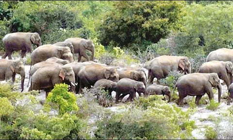 தேன்கனிக்கோட்டை வனப்பகுதியில் முகாமிட்டுள்ள 80 யானைகளை கர்நாடக வனப்பகுதிக்கு விரட்ட நடவடிக்கை