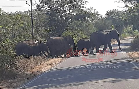 சாலையை கடந்த யானைகள்