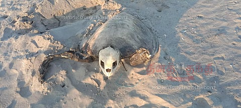 இறந்து கரை ஒதுங்கிய ஆலிவ்ரெட்லி ஆமைகள்