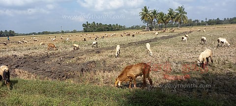 இயற்கை உரத்துக்காக மேய்ச்சலுக்கு விடப்பட்ட செம்மறி ஆடுகள்