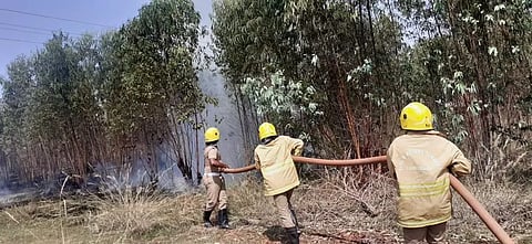 தைல மரக்காட்டில் தீ விபத்து