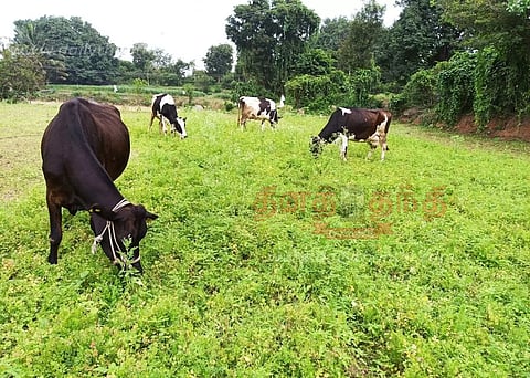 விலை வீழ்ச்சியால் ஆடு, மாடுகளுக்கு உணவாகும் கொத்தமல்லி