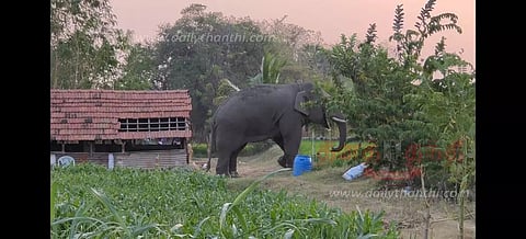 பென்னாகரம் அருகேகிராமங்களில் சுற்றித்திரியும் ஆண் யானைவனப்பகுதிக்குள் விரட்டும் பணி தீவிரம்