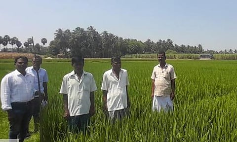 நெல்வயல்களில் எலிகள் தொல்லை