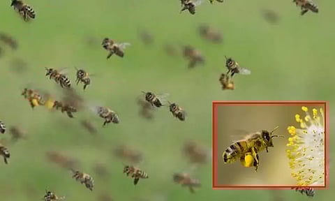 இறுதி சடங்கில் பங்கேற்றபோது தேனீக்கள் கொட்டியதில் ஒருவர் பலி; 4 பேருக்கு தீவிர சிகிச்சை