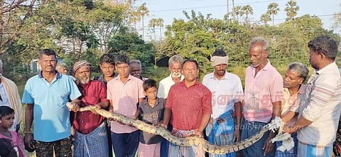 மலைப்பாம்பு பிடிபட்டது