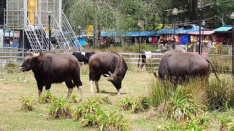 பூங்காவுக்குள் புகுந்த காட்டெருமைகள்
