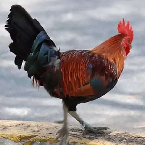 நாட்டுக்கோழி விலை சரிவு; வியாபாரிகள் கவலை