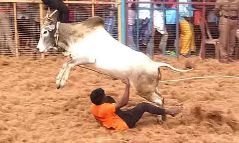 ஜல்லிக்கட்டில் 787 காளைகள் சீறிப்பாய்ந்தன