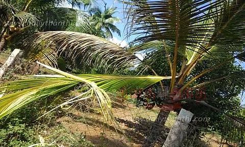 காட்டு யானை அட்டகாசம்