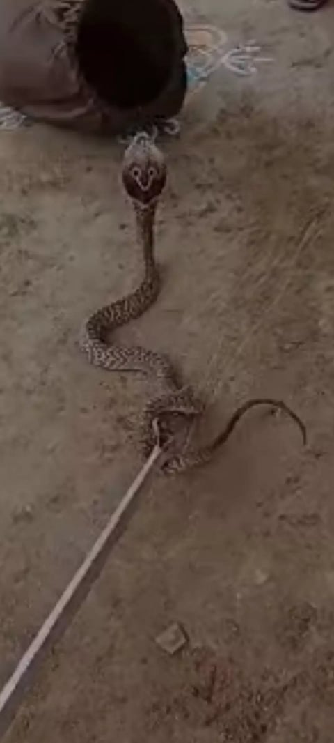 வீட்டிற்குள் புகுந்த பாம்பு