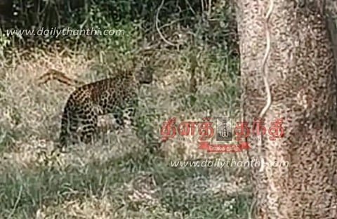 பண்ணாரி சோதனை சாவடியில் கார் மீது பாய்ந்து சென்ற சிறுத்தை; சமூக வலைதளங்களில் வைரலாகும் காட்சி