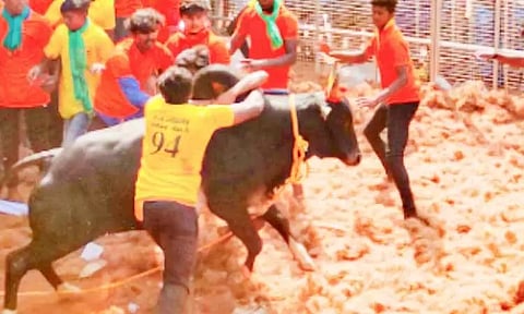 ஜல்லிக்கட்டில் காளைகள் முட்டி போலீஸ்காரர் உள்பட 31 பேர் காயம்