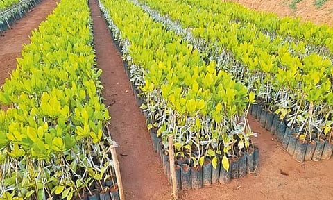 தோட்டக்கலைத்துறையால் செயல்படுத்தப்படும் முக்கிய திட்டங்கள்