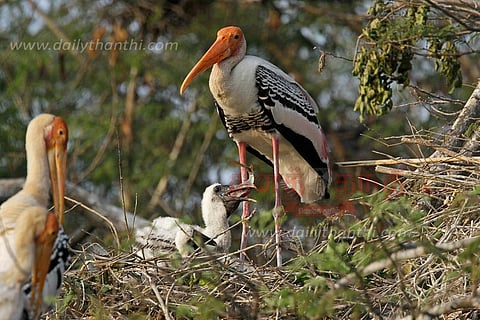 வெளிநாடுகளில் இருந்து ஓசூருக்கு இடம் பெயர்ந்த பறவைகள்
