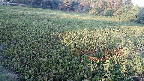 குளத்தை ஆக்கிரமித்த ஆகாயத்தாமரைகள்