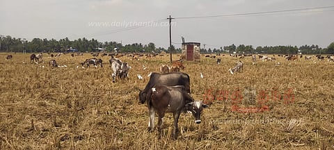 விளை நிலங்களில் ஆடு, மாடுகளை கிடை போட விவசாயிகள் ஆர்வம்