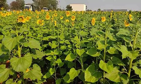 1,511 எக்டேரில் பூத்துக்குலுக்கும் சூரியகாந்தி பூக்கள்; உரிய விலை கிடைக்குமா?