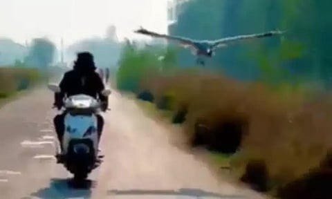 உயிரை காப்பாற்றிய வாலிபர் உடன் ஒரு வருடமாக நட்பாக பழகி வரும் நாரை...!