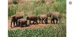 10 யானைகளை கர்நாடக வனப்பகுதிக்கு விரட்ட வேண்டும்