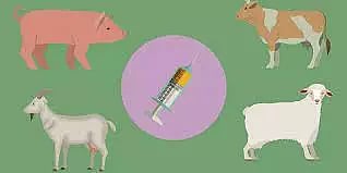 கோமாரி நோய் தடுப்பூசி முகாம்