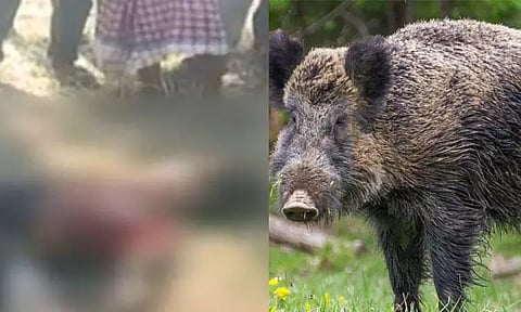 காட்டுப்பன்றியுடன் சண்டையிட்டு 11 வயது மகளை காப்பாற்றி தன்னுயிரை இழந்த தாய்...!