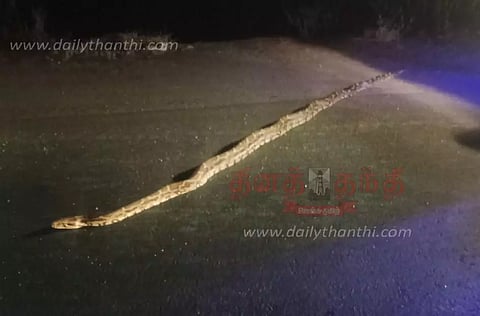 சாலையில் ஊர்ந்து சென்ற மலைப்பாம்பு