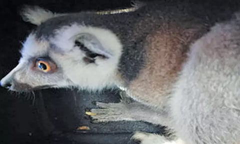 மலேசியாவில் இருந்து சென்னைக்கு விமானத்தில் கடத்தி வந்த அபூர்வ வகை பல்லிகள் - திருப்பி அனுப்ப அதிகாரிகள் நடவடிக்கை