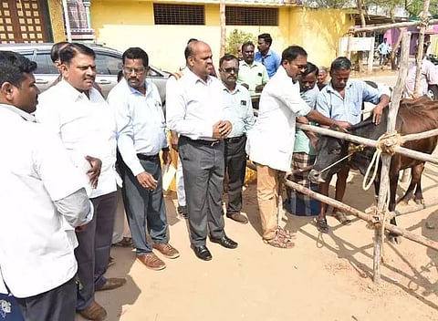 3 லட்சம் மாடுகளுக்கு 3-வது கட்ட கோமாரி நோய் தடுப்பூசி கலெக்டர் பாலசுப்பிரமணியம் தொடங்கி வைத்தார்