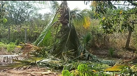 தென்னை, மா மரங்களை சூறையாடிய காட்டு யானைகள்