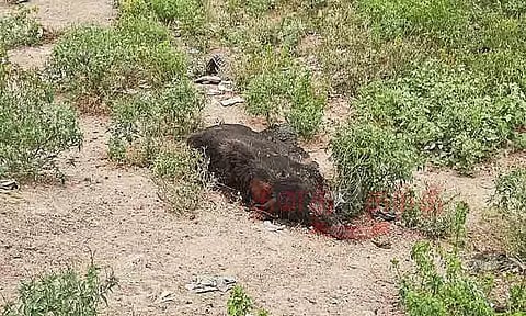 இறந்து கிடக்கும் பன்றிகளால் தொற்றுநோய் பரவும் அபாயம்