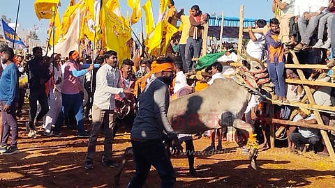 பேரிகை அருகே400 காளைகள் பங்கேற்ற எருதுவிடும் விழா30 பேர் காயம்