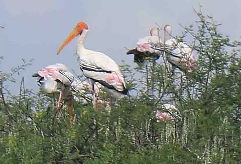 வெளிநாட்டு பறவைகளின் வரத்து அதிகரிப்பு