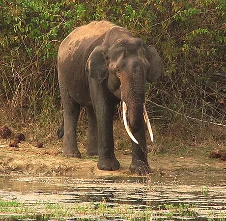 காபி தோட்டத்தில் புகுந்த காட்டு யானை