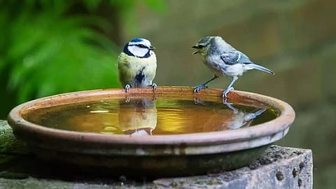 பறவைகளின் பசி, தாகம் தீர்ப்போம்