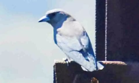 2-வது நாளாக பறவைகள் கணக்கெடுக்கும் பணி