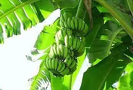 பரமத்திவேலூர் பகுதியில் திருவிழாக்களையொட்டிவாழைத்தார் விலை உயர்வு