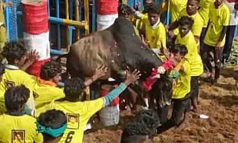 காளைகள் முட்டியதில் 33 பேர் காயம்