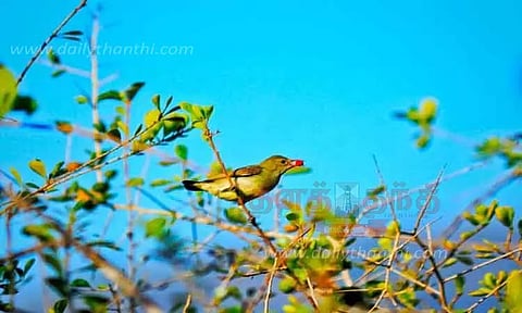 அந்தியூர் வனப்பகுதியில் பறவைகள் கணக்கெடுக்கும் பணி