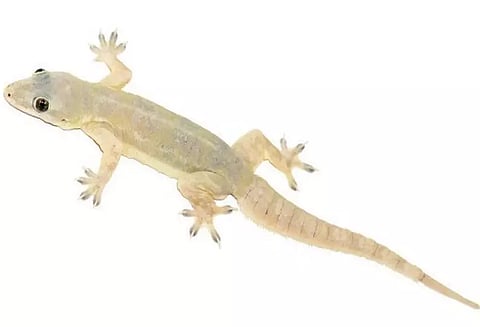 அங்கன்வாடி உணவில் பல்லி கிடந்ததால் பரபரப்பு