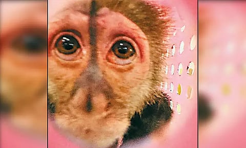 தாய்லாந்து நாட்டில் இருந்து கடத்தல்... சென்னை விமான நிலையத்தில் அரிய வகை குரங்குகள் பறிமுதல்