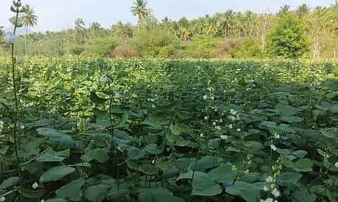 அவரை சாகுபடியில் விவசாயிகள் ஆர்வம்