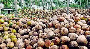வரத்து அதிகரிப்பால் தேங்காய் விலை வீழ்ச்சி